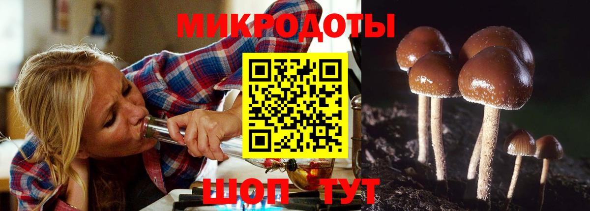 Псилоцибиновые грибы Psilocybine cubensis Кондопога